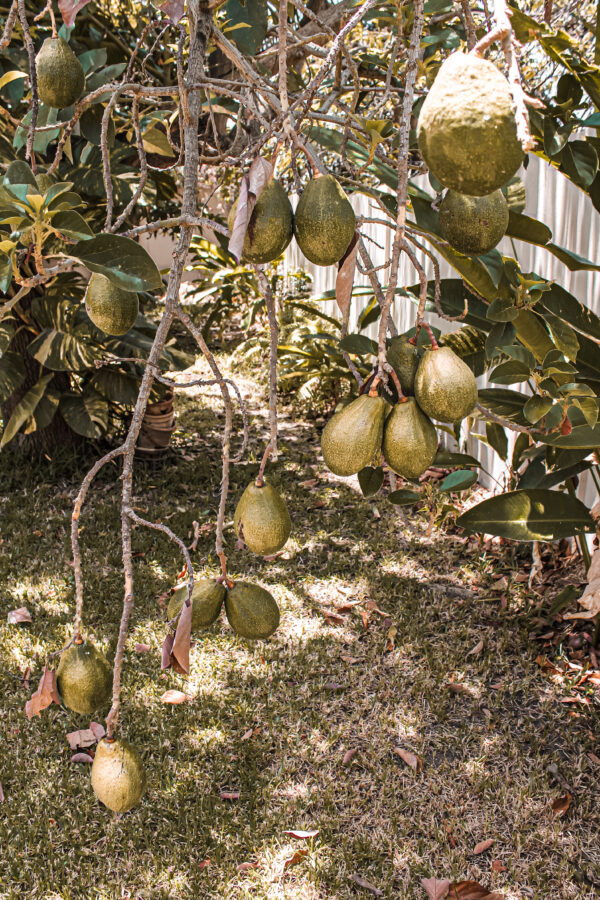 Avocado ghana