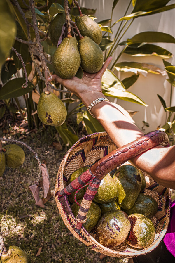 African avocado